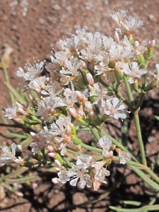 Eriogonum spp.